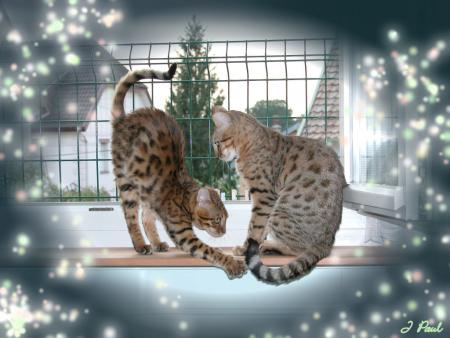 CHATS