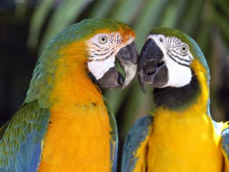 COUPLES PERROQUET