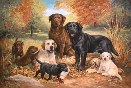 GROUPES DE CHIEN