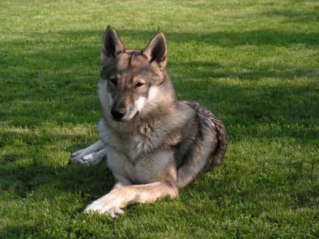 LOUP