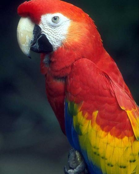 ara rouge