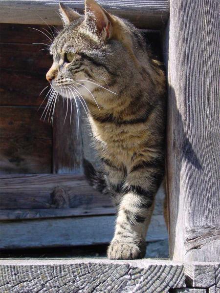 le chat miaou