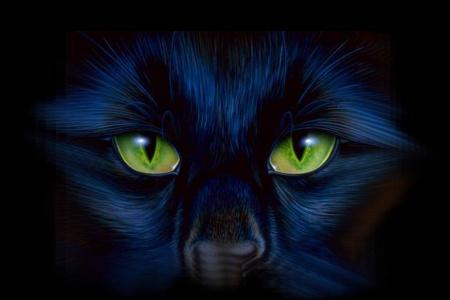 chat yeux vert