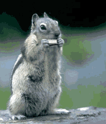 marmotte qui joue de harmonica