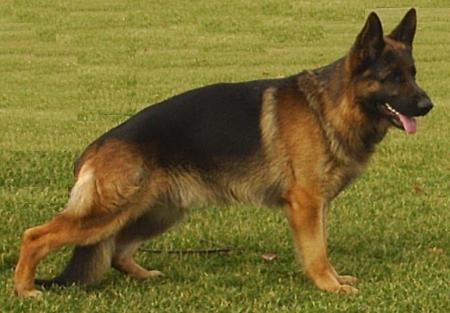 berger allemand