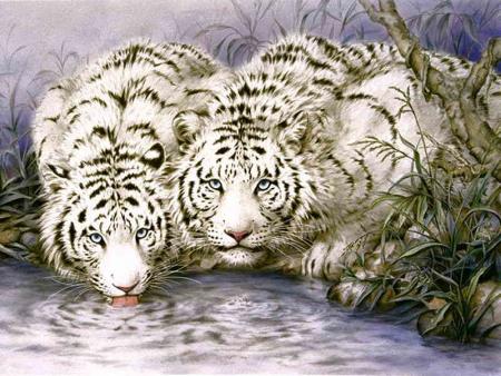TIGRE BLANC