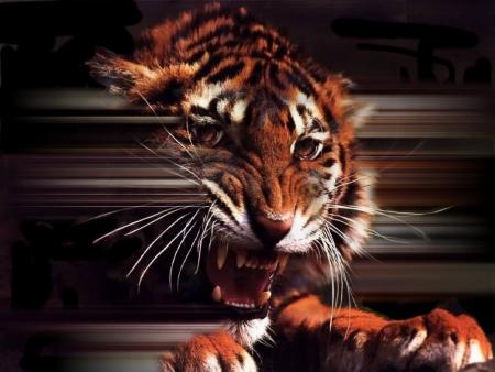 tigre