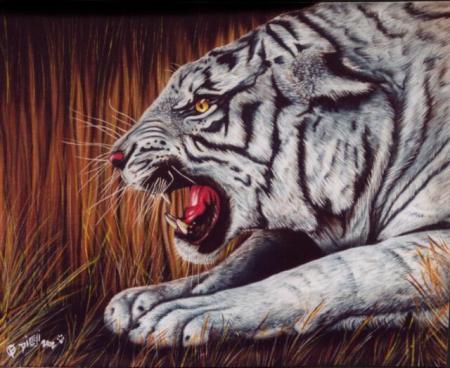 tigre blan
