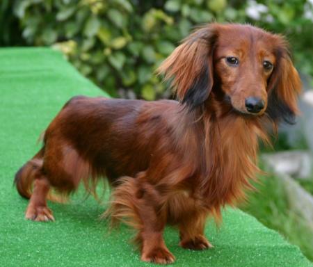 teckel marron