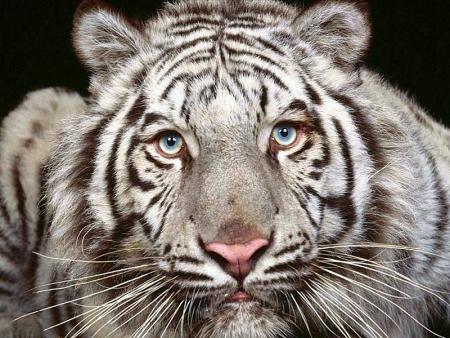 tigre blanc adore