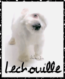 CHIEN