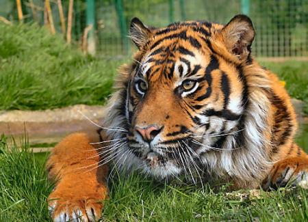 TIGRE