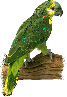 PERROQUET VERT