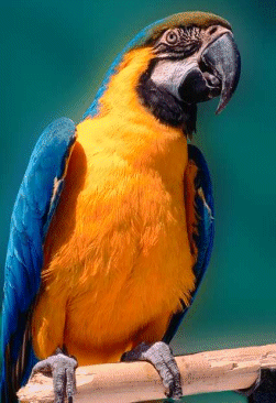 PERROQUET