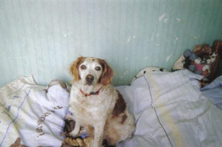 jessie ma chienne