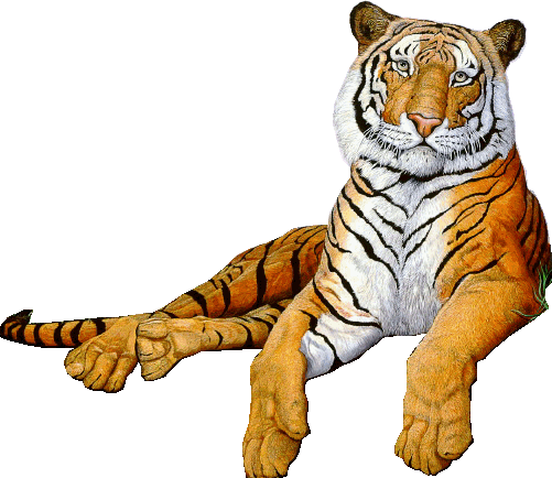mon beau tigre 