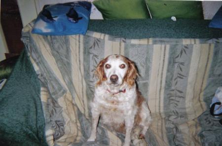 jessie ma chienne