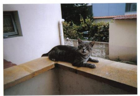 chat minou