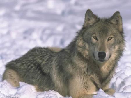 LOUP