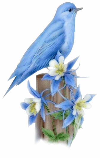 OISEAUX  BLEU