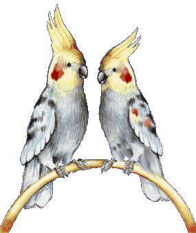 COUPLES CACATOES