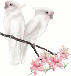 CACAOTES